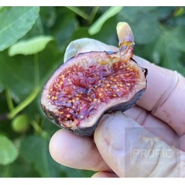 profig Fig Trees - Edible Pack of 4 starter plants. Easy To Grow- LOWEST PRICE! - Kadota