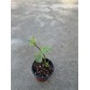 Chayote Squash With Pot Live Vegetable Ready To Plant