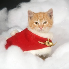 Tkocisa 500g Christmas Fake Snow Artificial Snow, Fiber Fluffy Snow Fake Snow Decoration Indoor Snow Blanket Fake Clouds for Winter Mantle Village, Nativity and Christmas Decoration