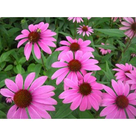 Unbranded Organic Tennessee Coneflower {Echinacea tennesseensis}