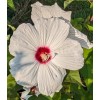 WHITE HIBISCUS MOSCHEUTOS (SWAMP ROSE-MALLOW) 20 SEEDS ( FRESH 2023