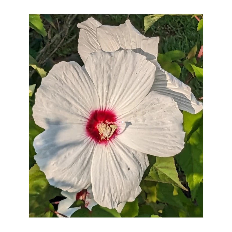WHITE HIBISCUS MOSCHEUTOS (SWAMP ROSE-MALLOW) 20 SEEDS ( FRESH 2023