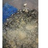 The Fish Food Dude 2 oz Grindal worm starter culture