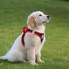 PHOEPET Step-in Dog Harness,Reflective Adjustable Dog Vest Harness, Soft Pet