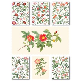 Large Stickers Pack # Pink and Red Roses Flowers Antique Botannical Book Engraving Illustration HANATABA Vintage Styled Wall Laptop Vinyl Stickers