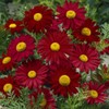 Outsidepride Chrysanthemum Robinson's Red - 5000 Seeds