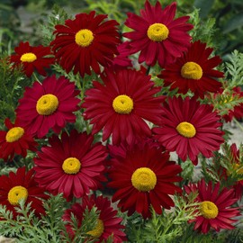 Outsidepride Chrysanthemum Robinson's Red - 5000 Seeds