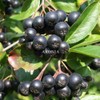 엄마애손 Mom's Son Aronia Powder 500g Domestic 100% Aronia Powder