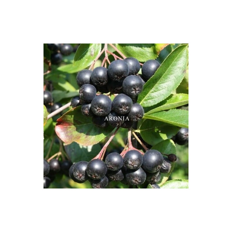 엄마애손 Mom's Son Aronia Powder 500g Domestic 100% Aronia Powder