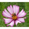 1000 Cosmos ‘Picotee’ Flower Seeds Bipinnatus