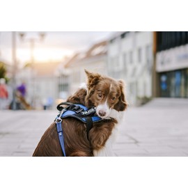 Interchangeable Patches, 1 pair, Do Not Pet, Size: Large, Black