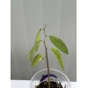 Tree 1 Cherimoya Live Plant Seedling Fruit Tree 10” Ready