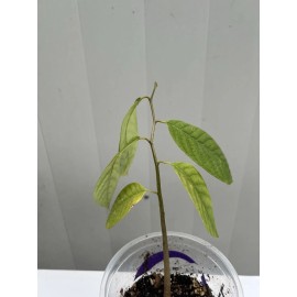 Tree 1 Cherimoya Live Plant Seedling Fruit Tree 10” Ready To Plant