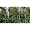 Mesa de los Santos Organic Coffee Colombian Gourmet Ground Coffee