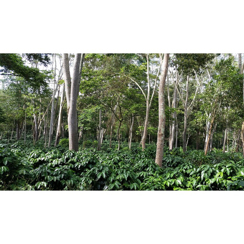 Mesa de los Santos Organic Coffee Colombian Gourmet Ground Coffee
