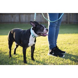 Country Brook Petz - American-Made Dog Collar for Large, Medium, and Small Dogs and Puppies - Deluxe Heavy Duty Nylon in 33 Dazzling Colors (Large, 1 Inch Wide, Light Cyan)