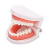 Vruping Modelo de prótesis Dental, Dientes de práctica de Cepillado