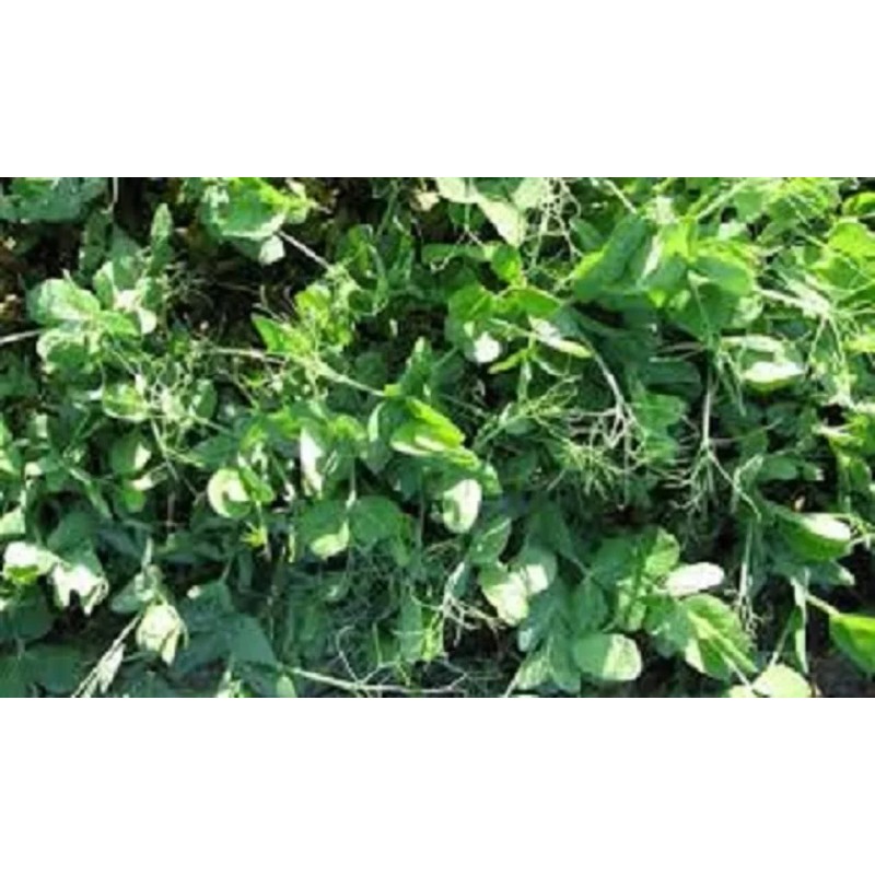 Feeders Outdoors 5 Lbs Deer Hunter's FALL DEER FOOD PLOT