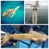 ConSkyee Luminous Squid Jig Hooks, Fluorescent Cuttlefish Octopus Lures Bait