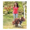 ALL FOR PAWS Travel Dog Harness for Safe Rides and