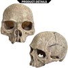 Aquarium Decoration for Fish Tank Skull Head Skeleton Aquarium Ornament