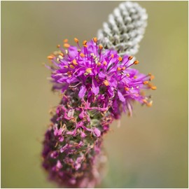 Seed Needs, Purple Prairie Clover Seeds - 1,600 Heirloom Seeds for Planting Dalea purpurea - Perennial Blooms to Attract Butterflies & Pollinators to a Butterfly Garden (1 Pack)