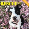 Cal 2021- Rescue Dogs Wall