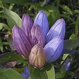 Everwilde Farms - 1000 Bottle Gentian Native Wildflower Seeds - Gold Vault Jumbo Seed Packet