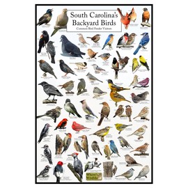 Where's Wildlife South Carolina's Backyard Birds Poster - South Carolina Bird Chart Highlighting Birds At Your Bird Feeder (16" x 24")