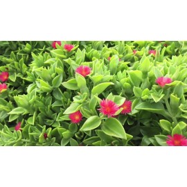 trust in God Farms 30 pcs Aptenia Cordifolia Red Apple Sun Rose 4" to 6" cuttings for rooting