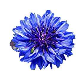 13,000 Pollinator Attracting Wildflower Seeds - 1 Ounce - Attracts Bees, Butterflies, and Other Beneficial Insects, Bees Knees Mix