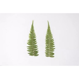 Unbranded 12PCS Real Pressed Dry Leaves, Floral Supply for art craft FSS16