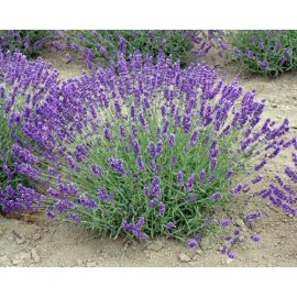 Findlavender Lavender Live Plant Royal Velvet Herb 3.5" Size Pot - 18