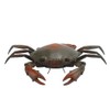 Funny High Simulation Remote Control Infrared Animal Crab Kid Trick