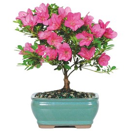 Brussel's Bonsai Live Satsuki Azalea Outdoor Bonsai Tree-5 Years Old 6" to 8" Tall with Decorative Container, Small