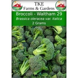 TKE Farms & Gardens - Waltham 29 Broccoli Seeds - 2g, 500+ Non-GMO Heirloom Vegetable Seeds, High Germination, Perfect for Home Gardens, Cold Hardy, Growing Instructions Included