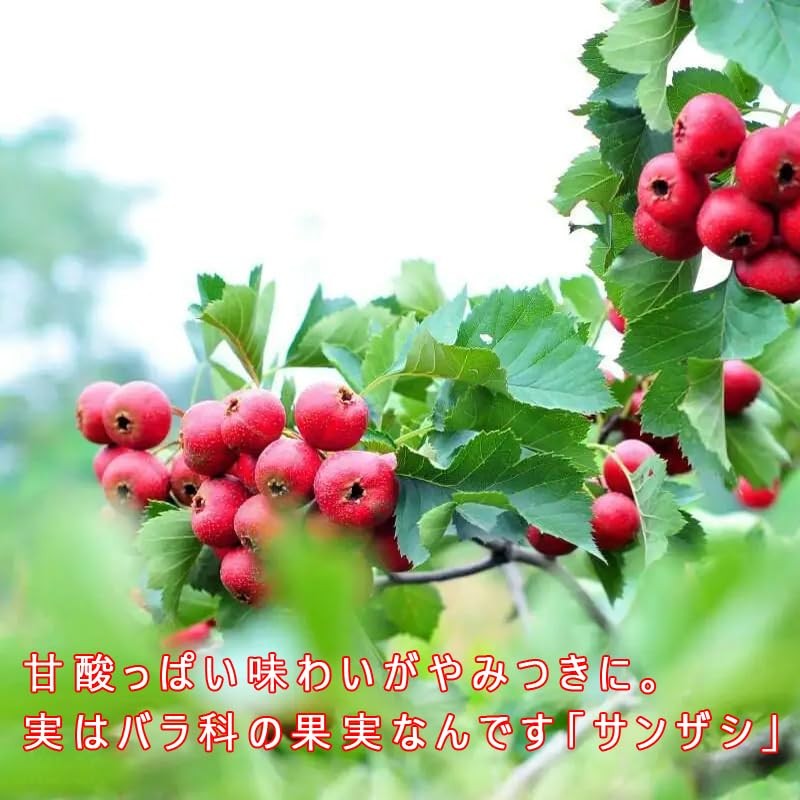 Yama Jiko Hawthorn Tea Dry Mountain Jiko Nuclear Mountain Properties