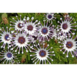 Rare 100 Pcs Seeds Purple Daisy Seeds Flower Garden Plant