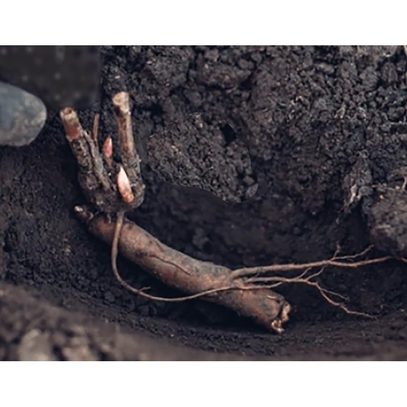 Walter Faxon - Double Pink Peony