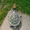Turtle Butterfly Garden Statue Resin Fade Proof Weather Resistant Curious