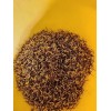 French Marigold Sparky Mix, Beautiful Colors, Garden Pest Deterrent FREE