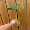 Odd Frond Burle Marx Philodendron Cutting | Air Roots w/