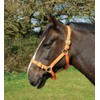 Rhinegold Nylon Headcollar - X Full - Tangerine