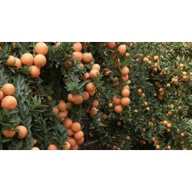 Mightyoaktreenursery.com Myrtle Leaf Orange 14-20” tall  (Citrus myrtifolia) Chinotto 2.5" Pot Size