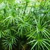 Outsidepride Umbrella Plant - 5000 Seeds