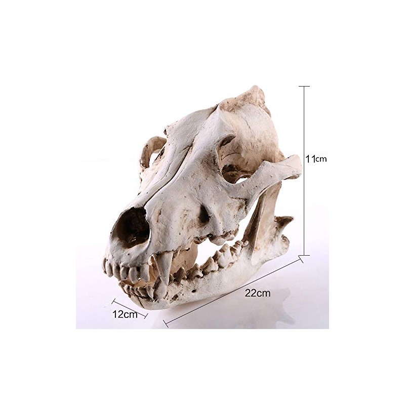 VOANZO Resin Wolf Skull Model Replica, Dinosaur Tooth Skull Fossil,
