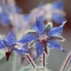 Naissance Borage Oil (No. 226) – 50 ml – Natural