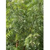 Fresh Neem leaves Organic Leaves -100% Certified Fresh From Florida