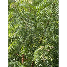 Fresh Neem leaves Organic Leaves -100% Certified Fresh From Florida (200 Leaves)