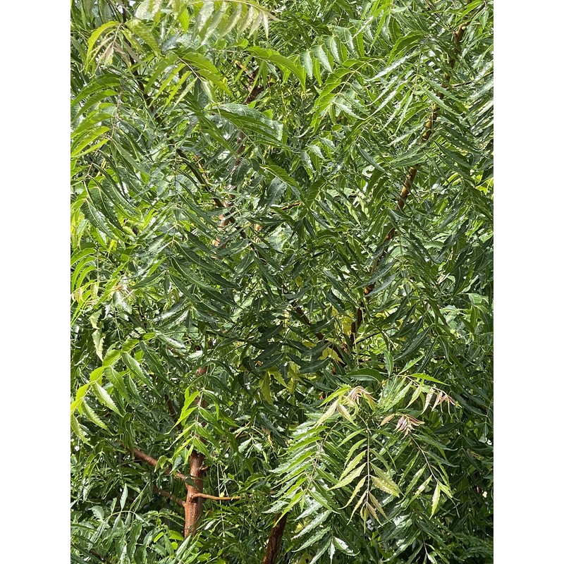 Fresh Neem leaves Organic Leaves -100% Certified Fresh From Florida